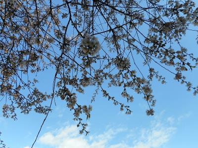 ヒマラヤザクラの枝と青空